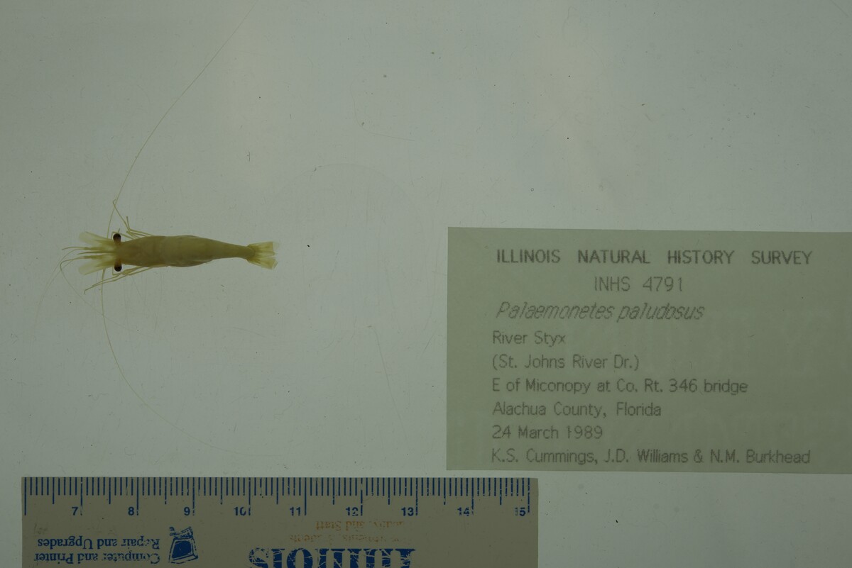 Palaemonetes paludosus image